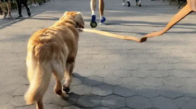 Dog walking calmly on loose leash past trigger