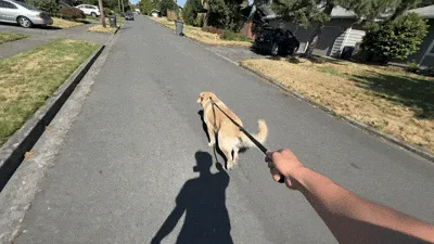Dog pulling hard on leash