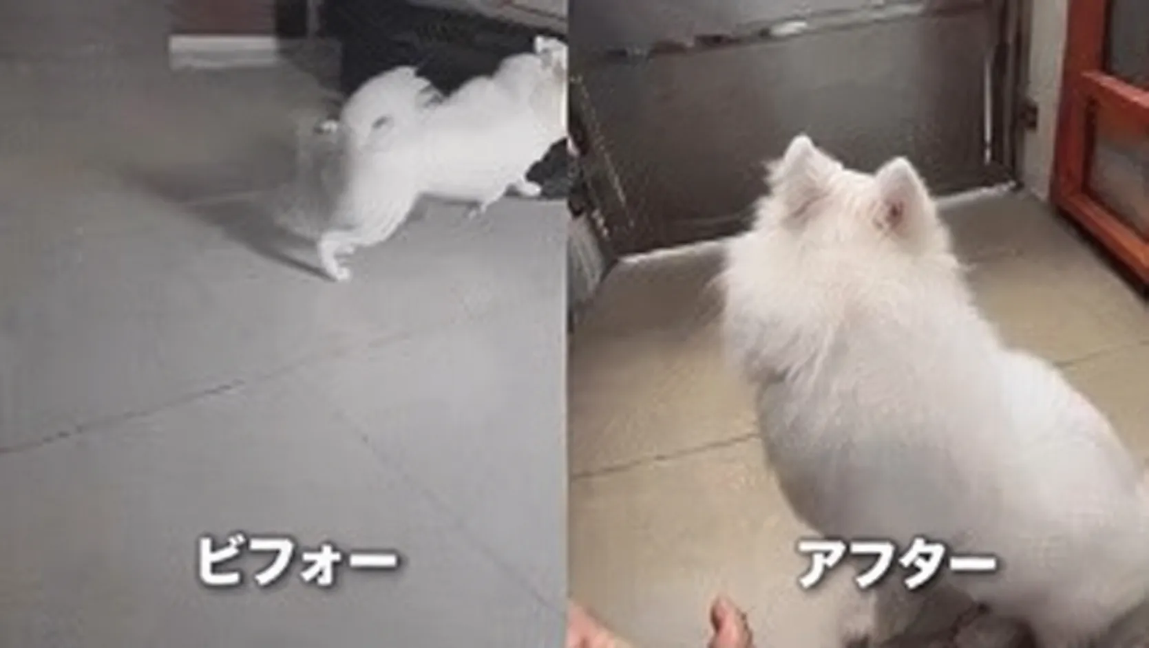 ビフォー・アフターの犬、警戒状態からリラックス状態へ