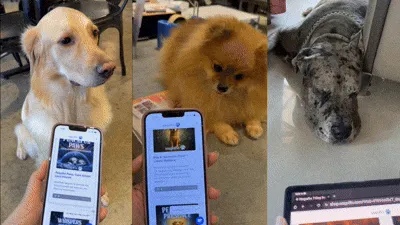 Happy calm dogs montage - sleeping, walking nicely, relaxed