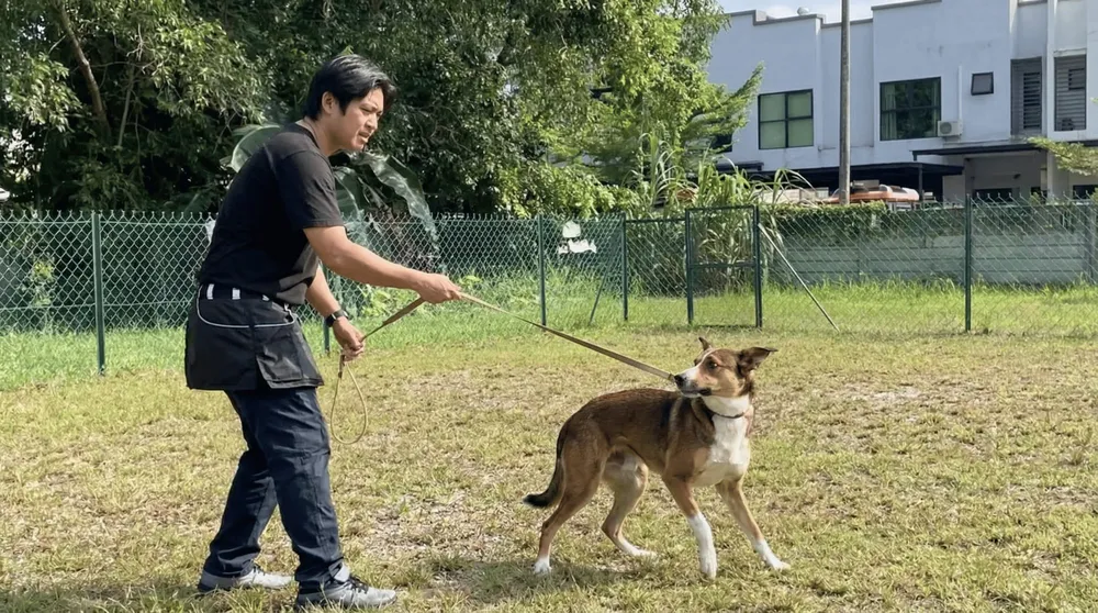 Dog looking stressed during training session