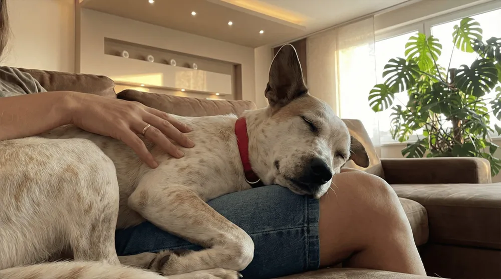 Woman sitting peacefully with her calm, content dog
